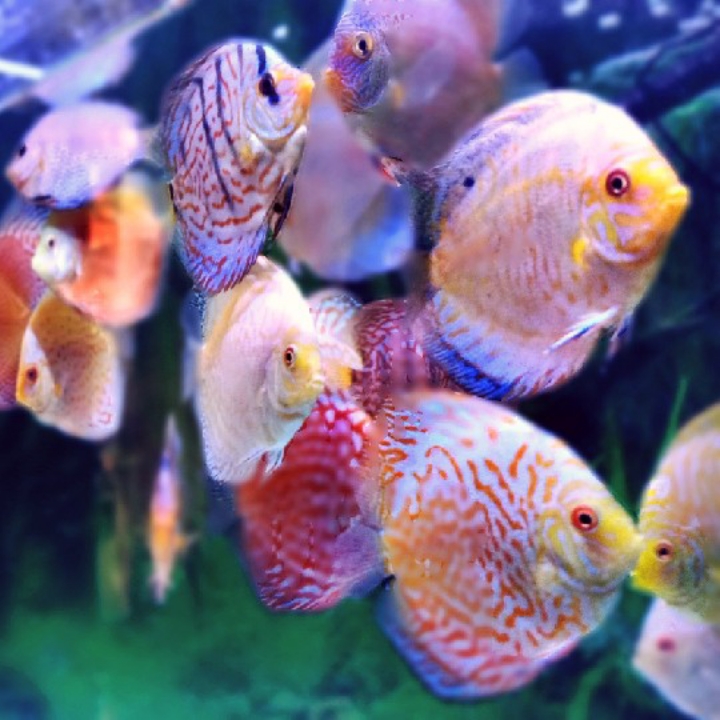 Discus 7 - 8 Cm 2