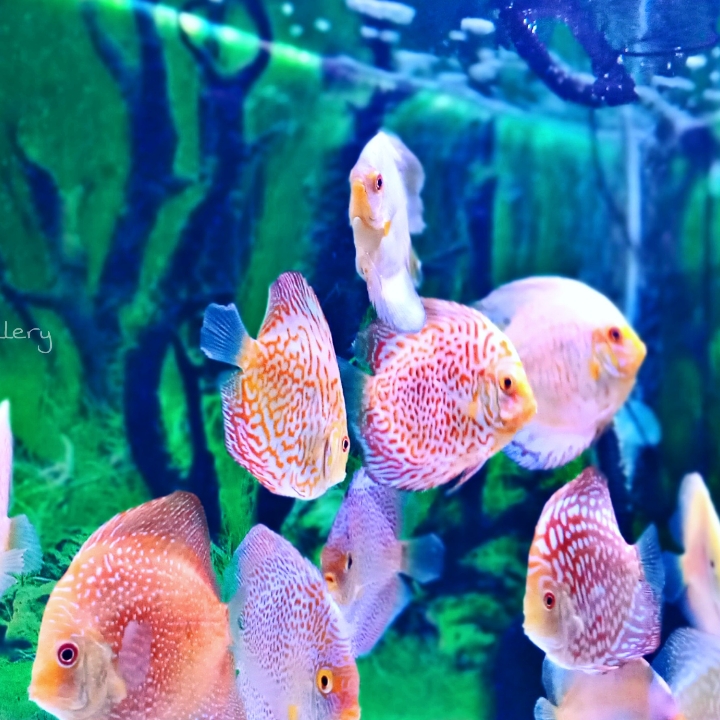 Discus 7 - 8 Cm 3