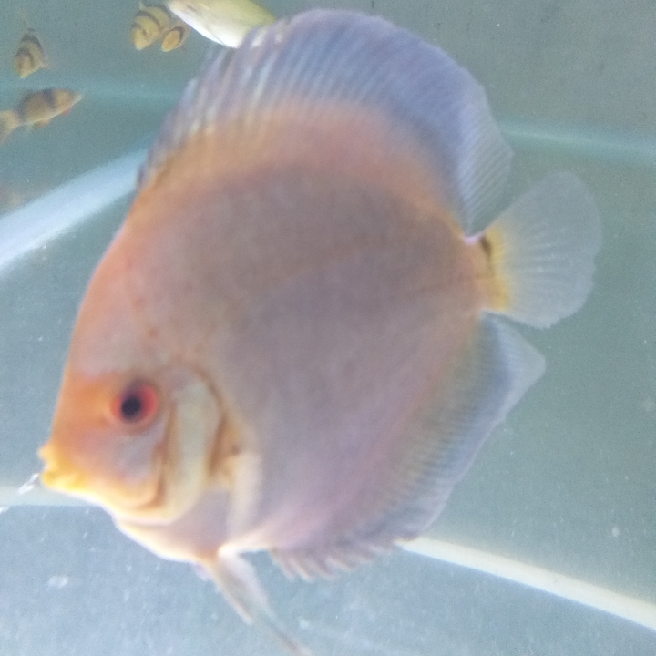 Discus Blue Diamond