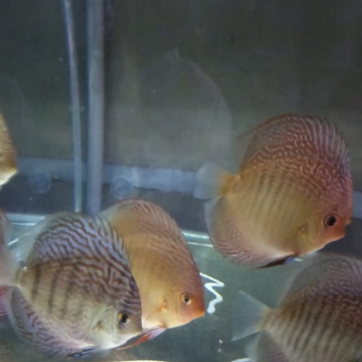 Discus Mix