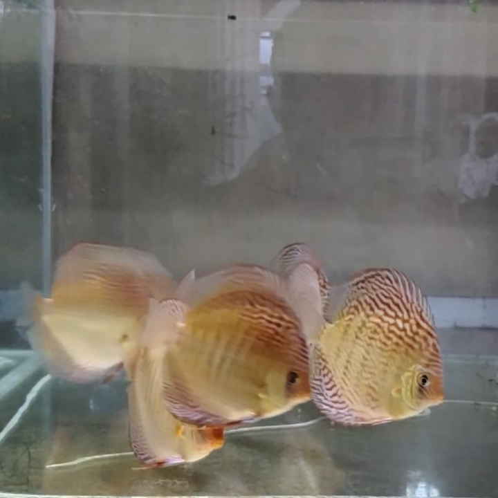 Discus Mix 2