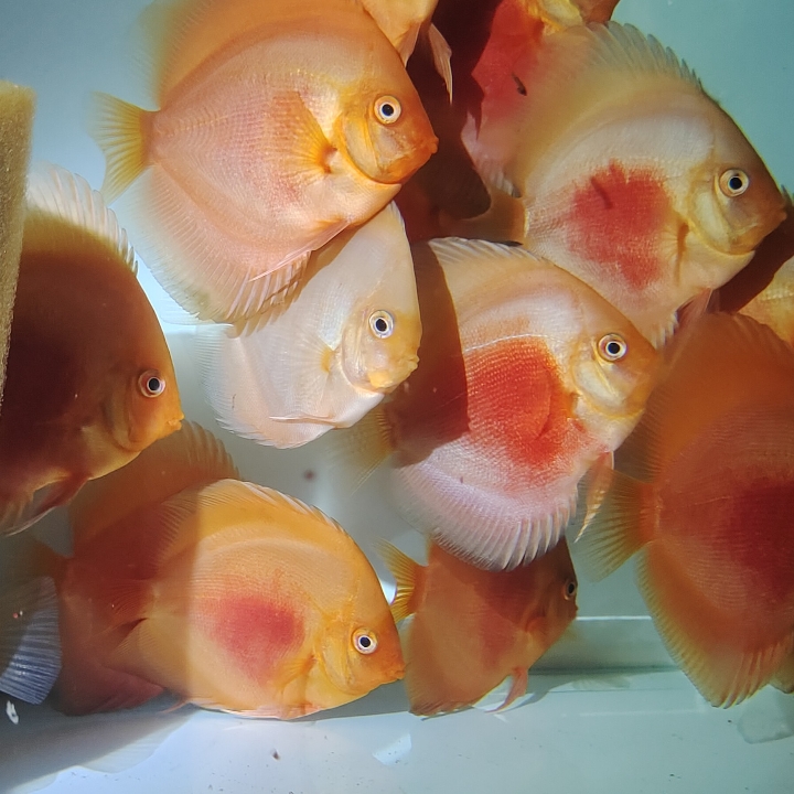 Discus Red White 