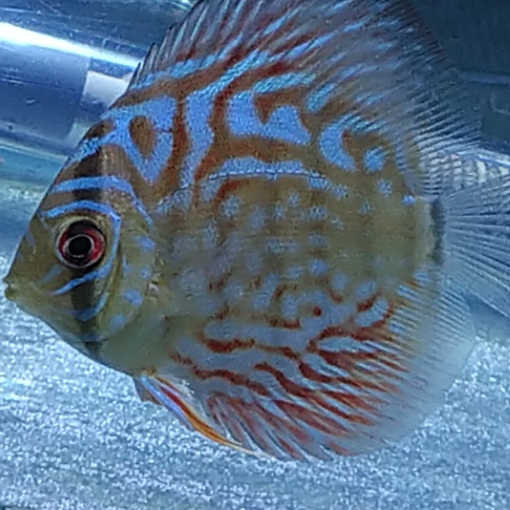 Discus Turquoise