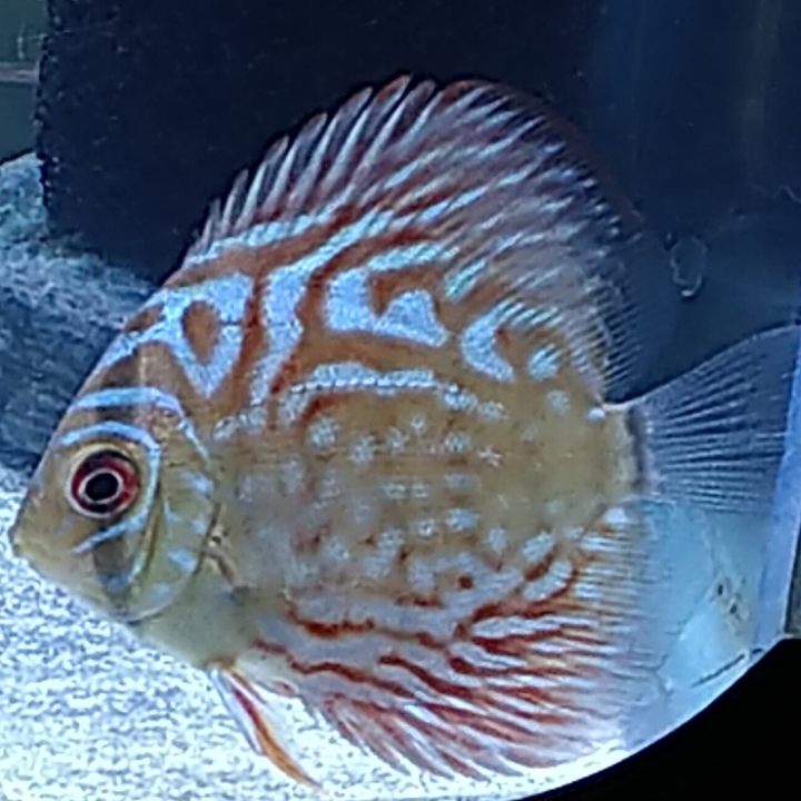 Discus Turquoise 2