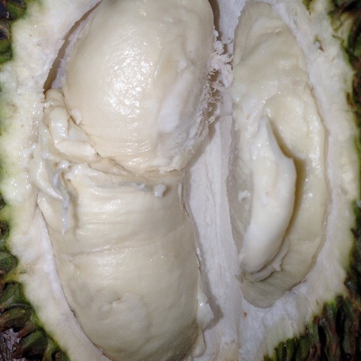 Duren 2