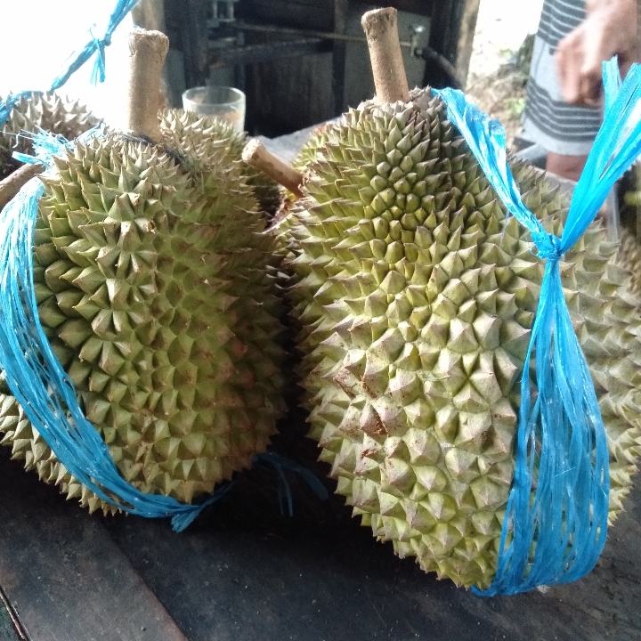 Duren 3