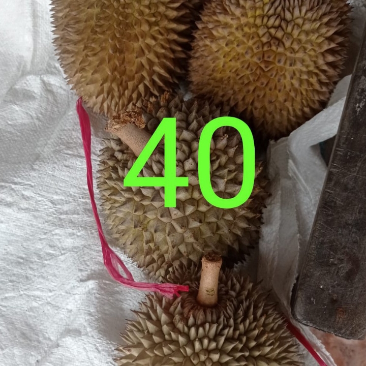 Durian  4