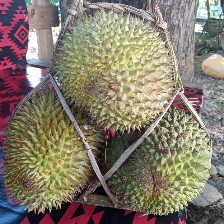 Durian Lokal