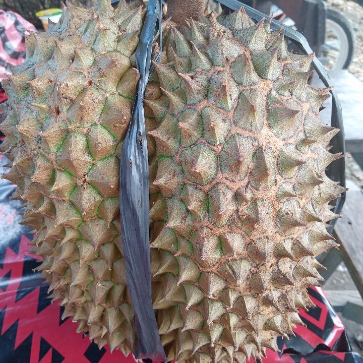 Durian Otong