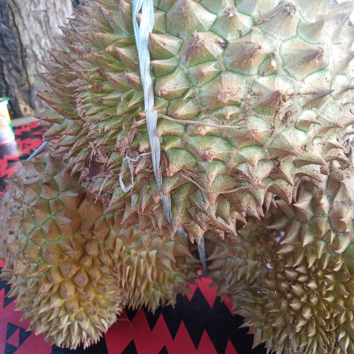 Durian Otong Emas X3