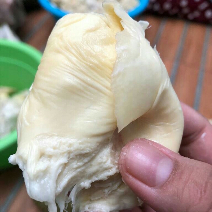 Durian Tembaga 3