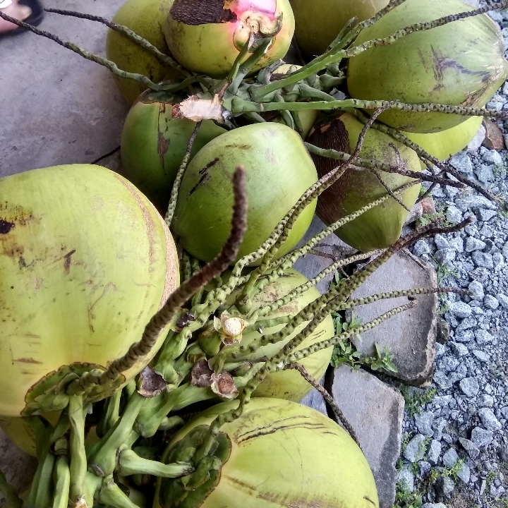 ES KELAPA MUDA