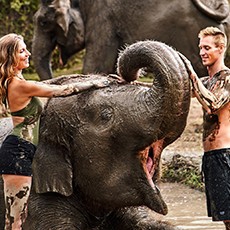 Elephant Mud Fun - With Transfer