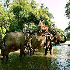 Exclusive Elephant Expedition 20 minutes