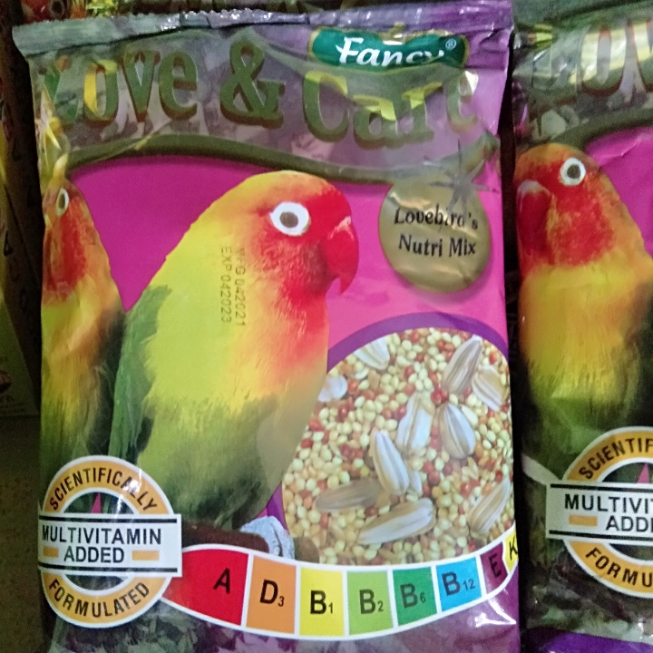 Fancy Love and Care Lovebird