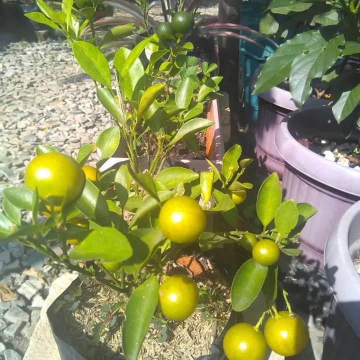 Flamboyan fruit plant month