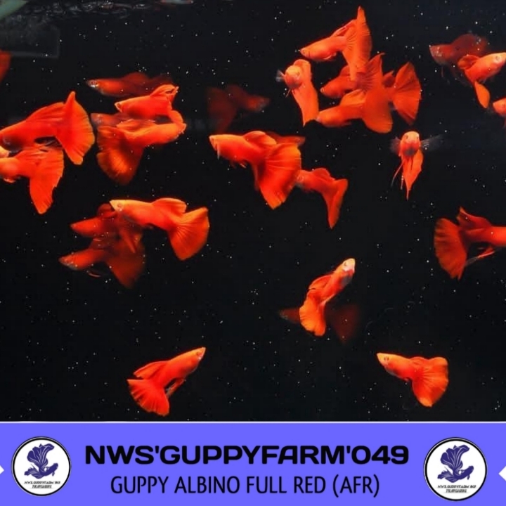 GUPPY ALBINO FULL RED MATA MERAH