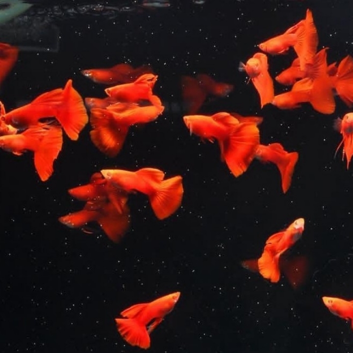 GUPPY ALBINO FULL RED MATA MERAH 2