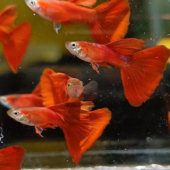 GUPPY ALBINO FULL RED MATA MERAH 3