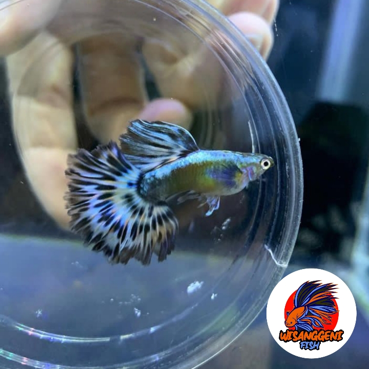 Ikan Guppy BLUE IVORY REMAJA