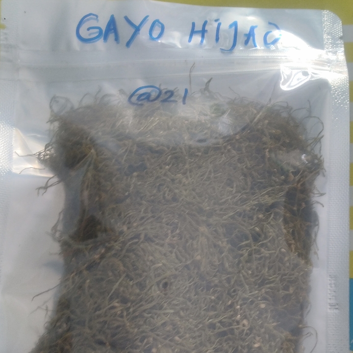 Gayo Hijau