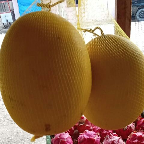 Golden Melon