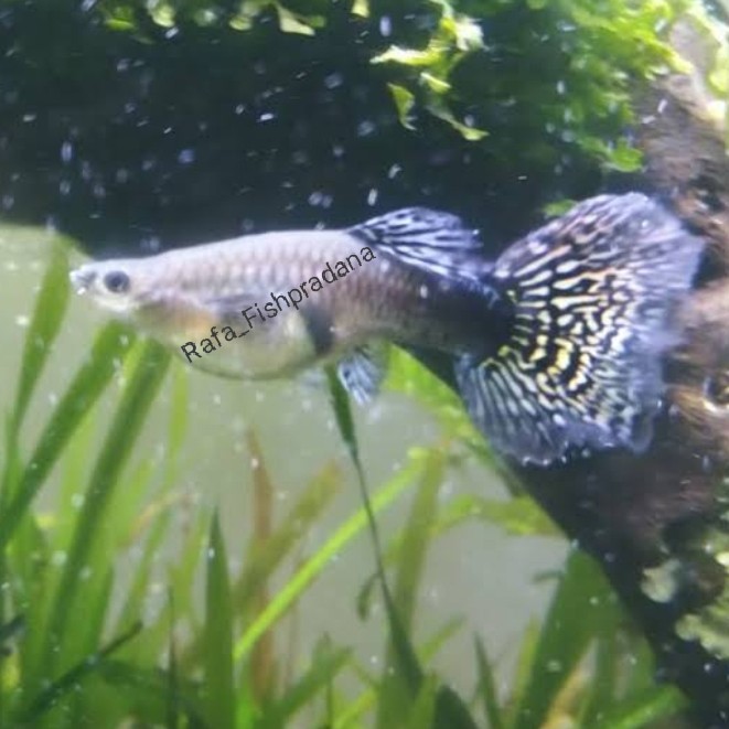 Guppy cobra betina