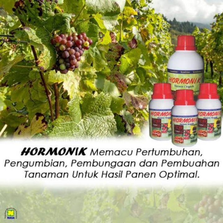 HORMONIK 100cc 2