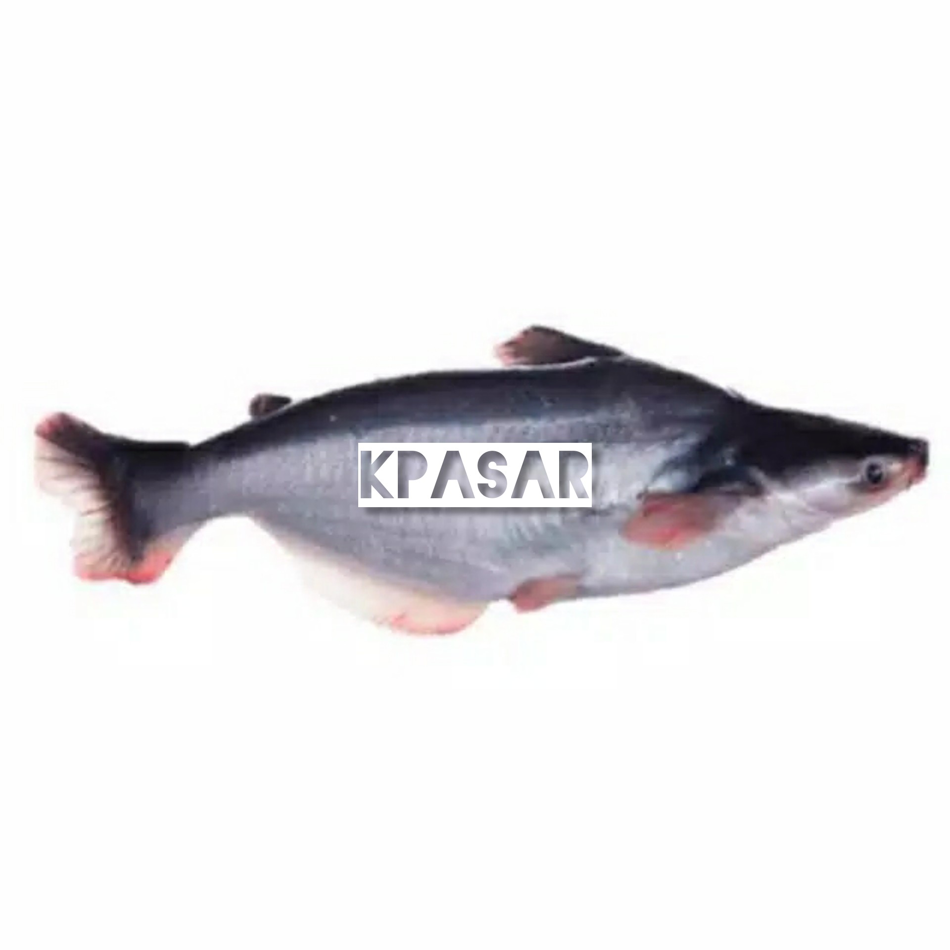 IKAN PATIN 500 GRAM