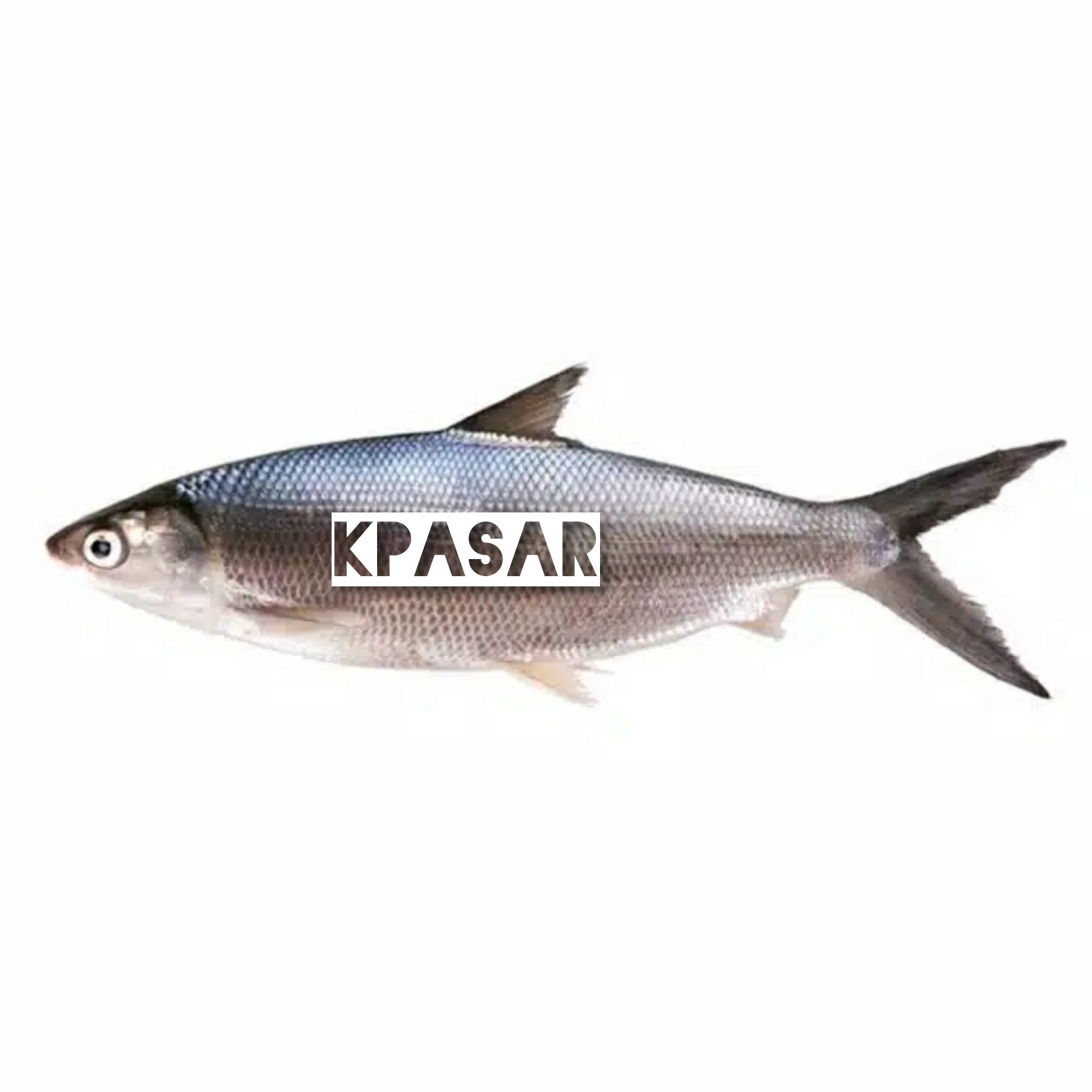 IKAN BANDENG 500 GRAM