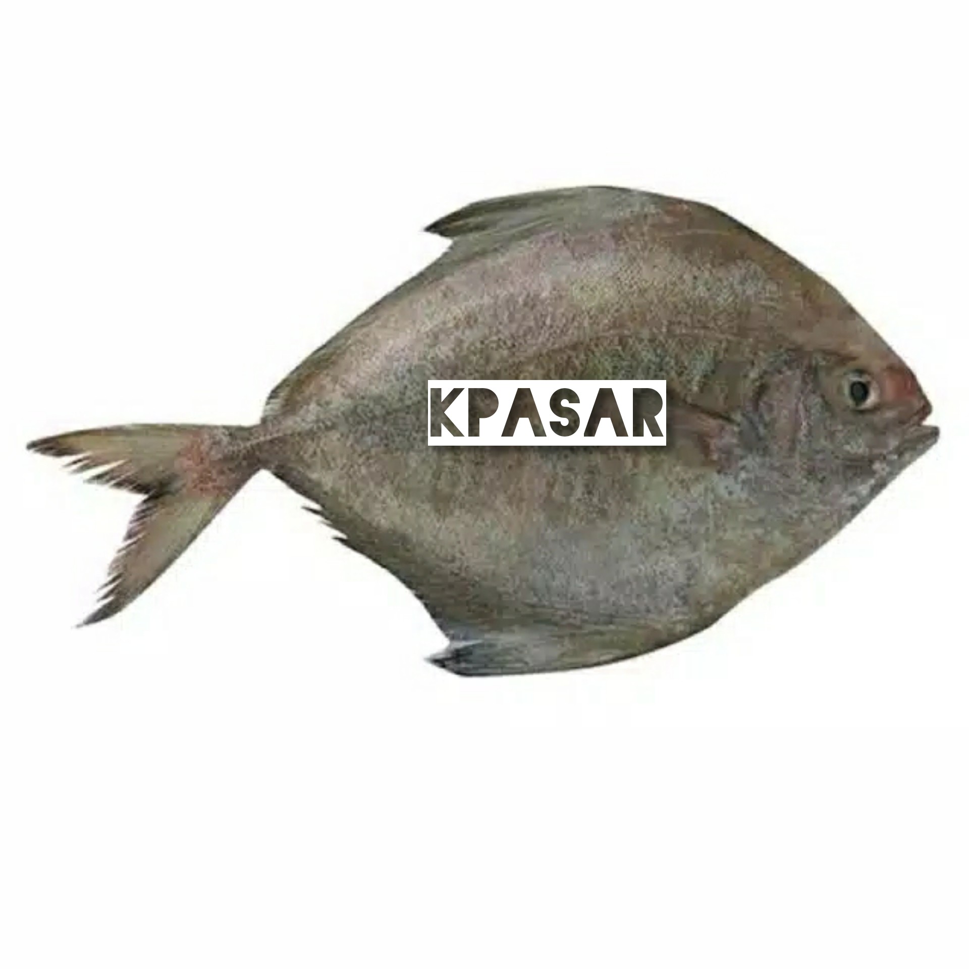 IKAN BAWAL LAUT 500 GRAM