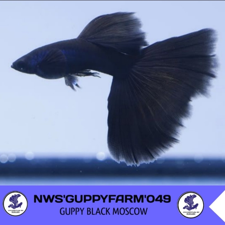 IKAN GUPPY BLACK MOSCOW SEPASANG 