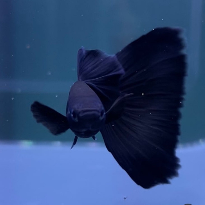 IKAN GUPPY BLACK MOSCOW SEPASANG  2