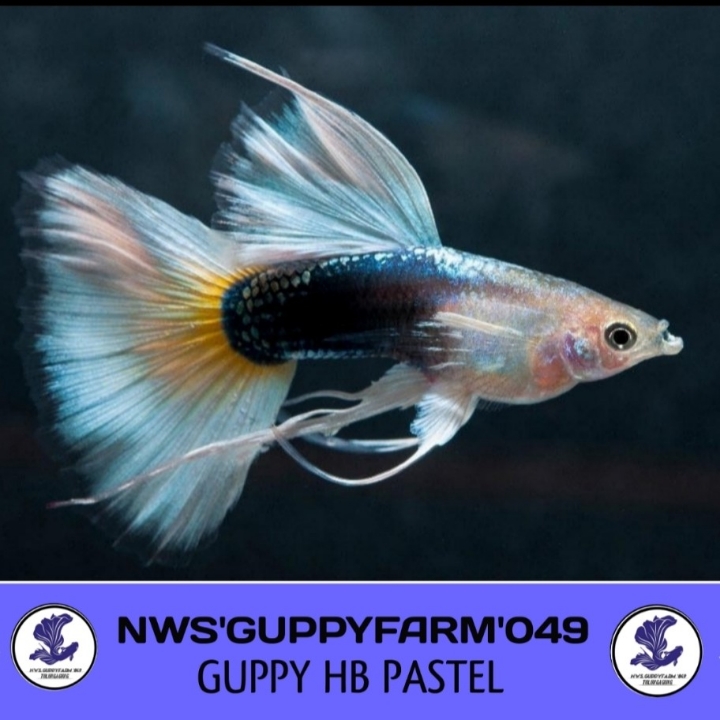 IKAN GUPPY HB PASTEL