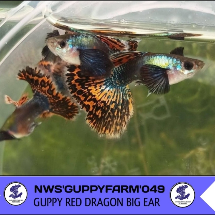 IKAN GUPPY PLATINUM DRAGON BIG EAR 