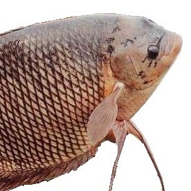 IKAN GURAME