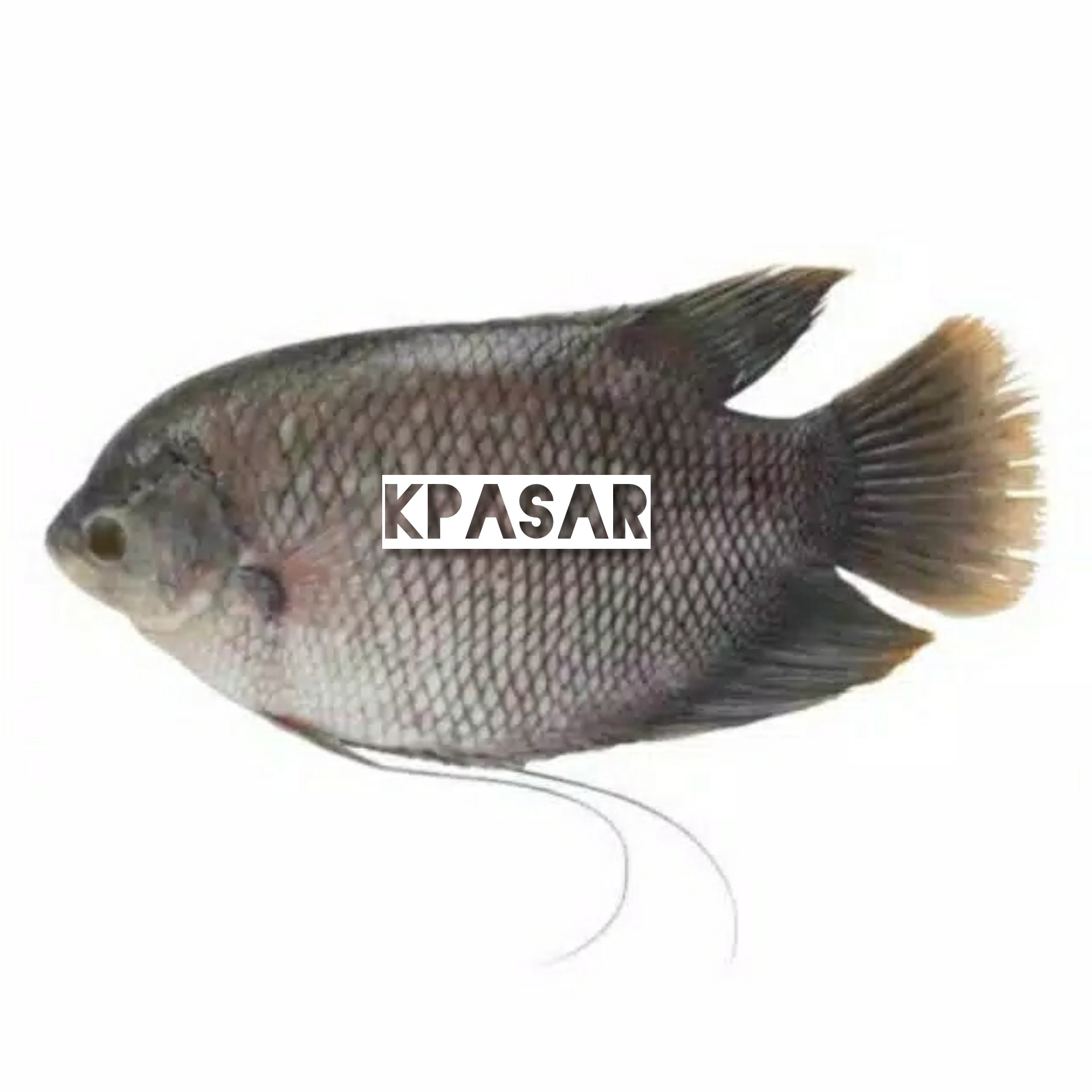 IKAN GURAME 500 GRAM