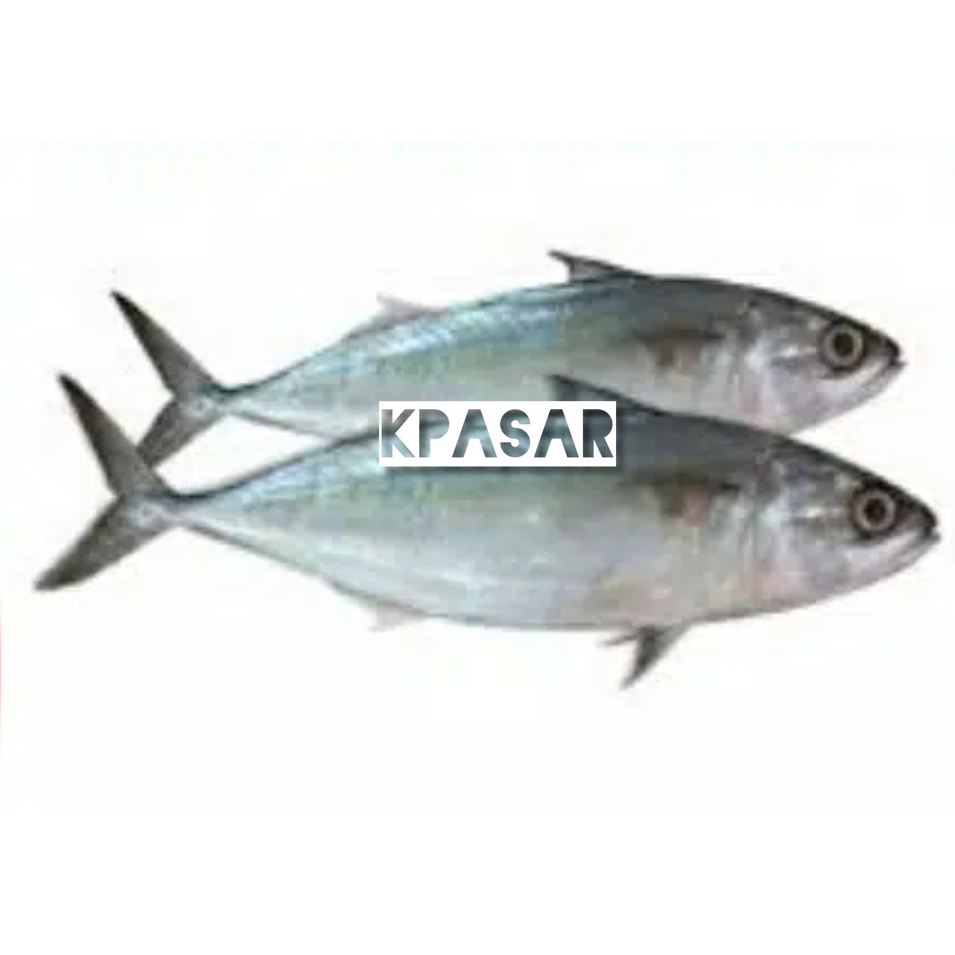 IKAN KEMBUNG 500 GRAM