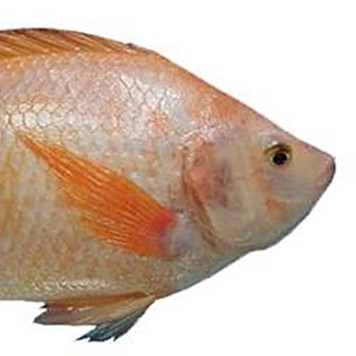 IKAN NILA MERAH