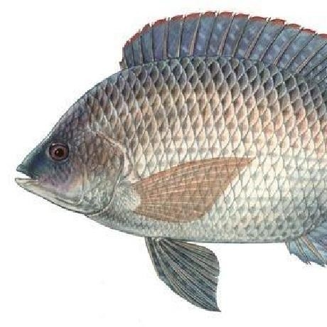 IKAN NILA MUJAIR