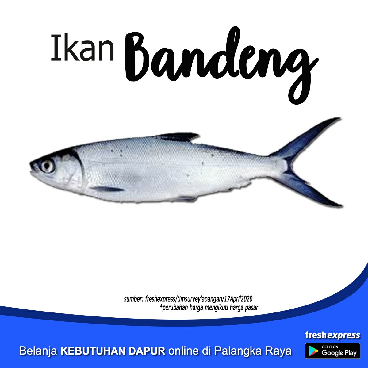 Ikan Bandeng Laut 1 Kg