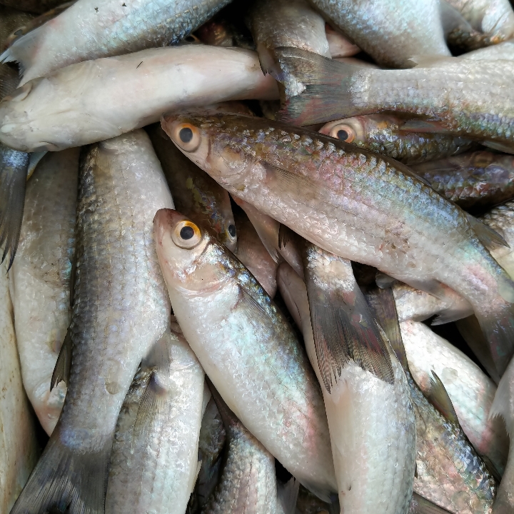 Ikan Belanak Empang