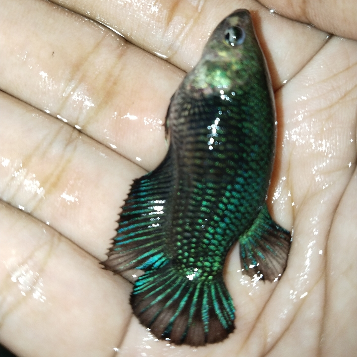 Ikan Cupang Indukan Siap Kawin