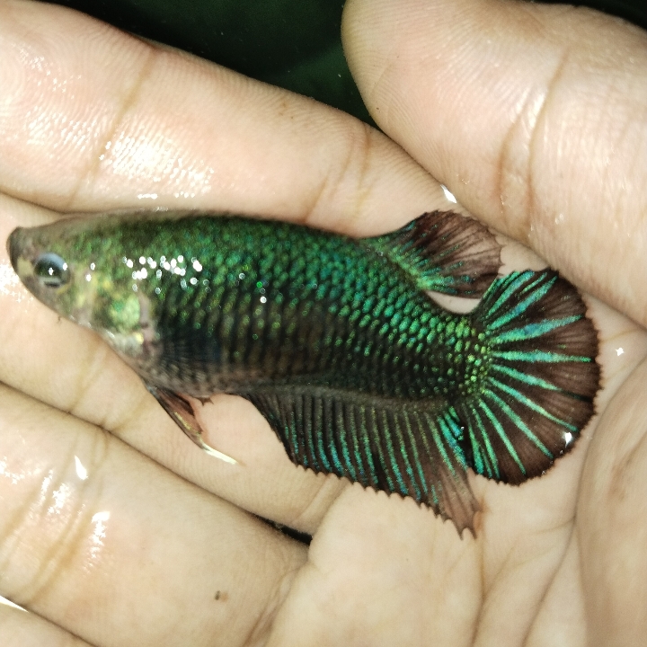 Ikan Cupang Indukan Siap Kawin 2