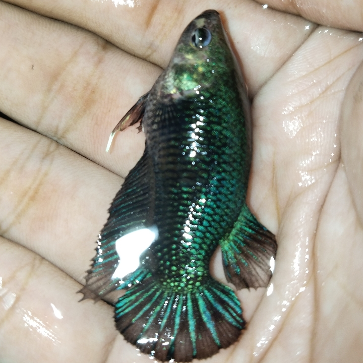 Ikan Cupang Indukan Siap Kawin 3