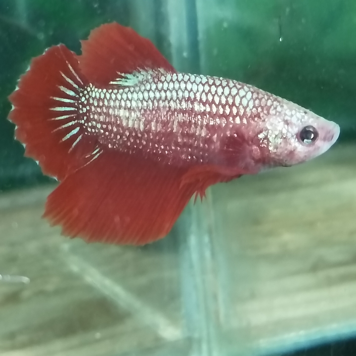 Ikan Cupang Merah Cerah 3