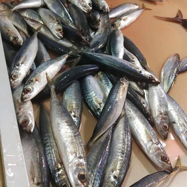 Ikan Dencis 1kg