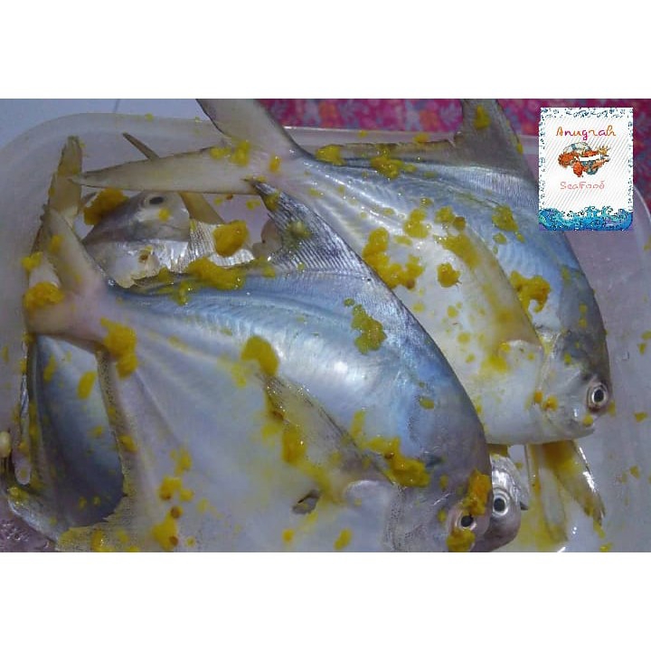 Ikan Dorang 2