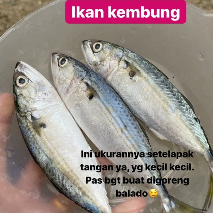 Ikan Fresh 5