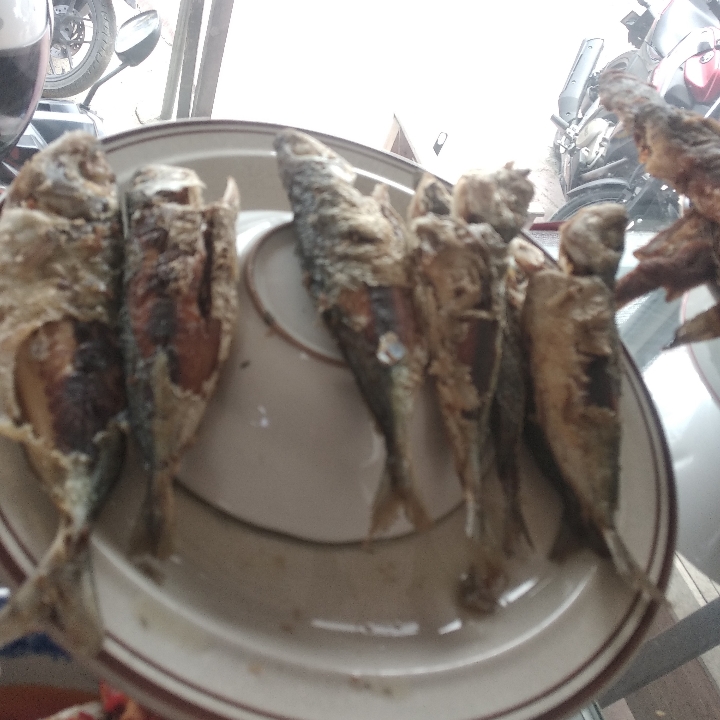 Ikan Gembung